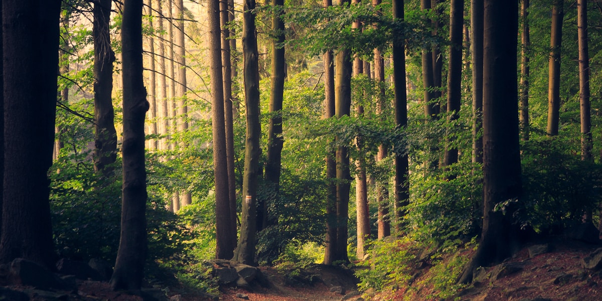 Sunlight filtering through a forest canopy