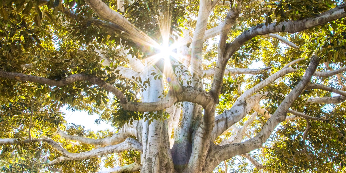 Golden sunlight streaming through trees